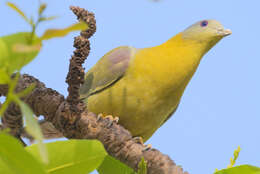 Image of Yellow-footed Green Pigeon