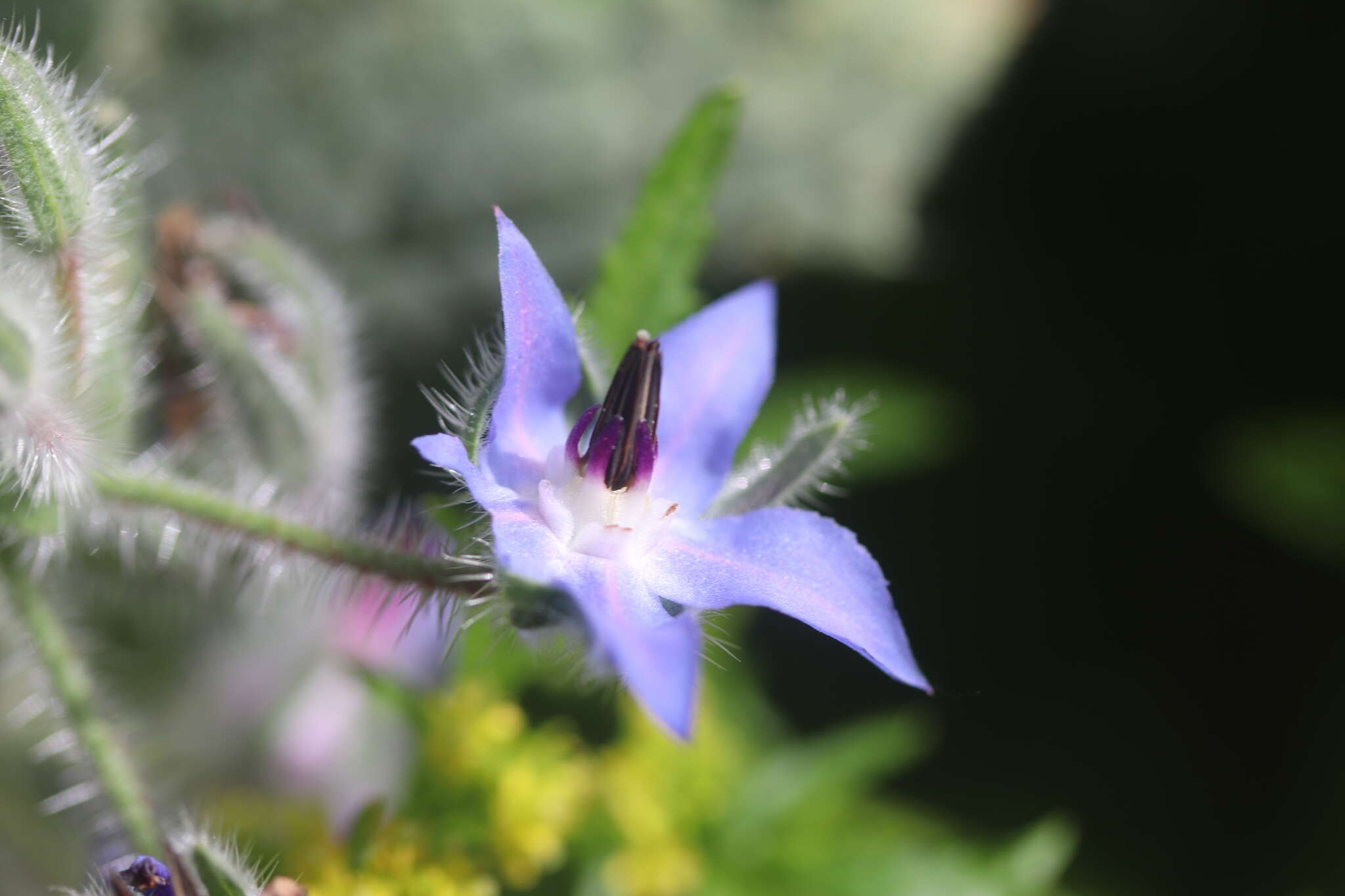 Image of borage