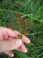 Image of <i>Juncus marginatus</i>