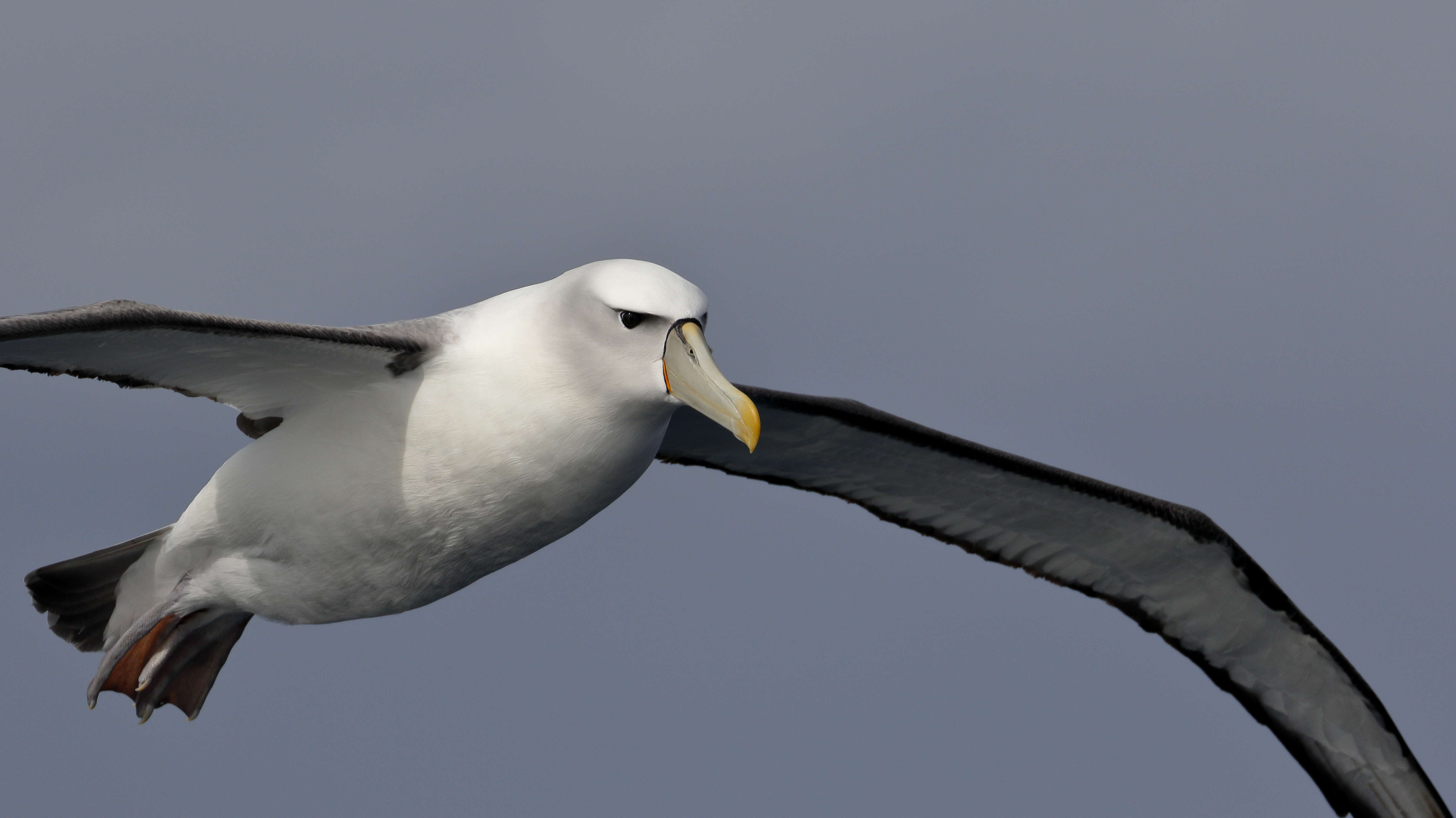 Image of Shy Albatross