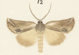 Image of Declana junctilinea Walker 1865