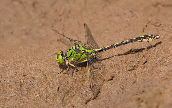Image of Green Gomphid