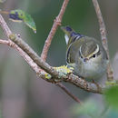 Image of Yellow-browed warbler