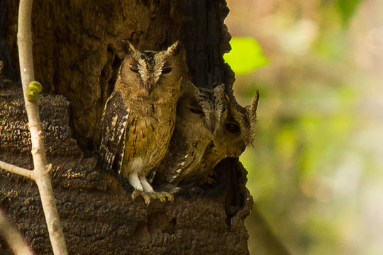 Image of Little Horned Owl