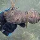 Image of donkey dung sea cucumber