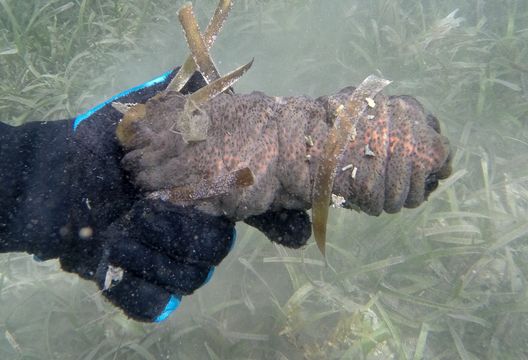 Image of donkey dung sea cucumber