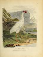 Image of Lord Howe Island Swamphen