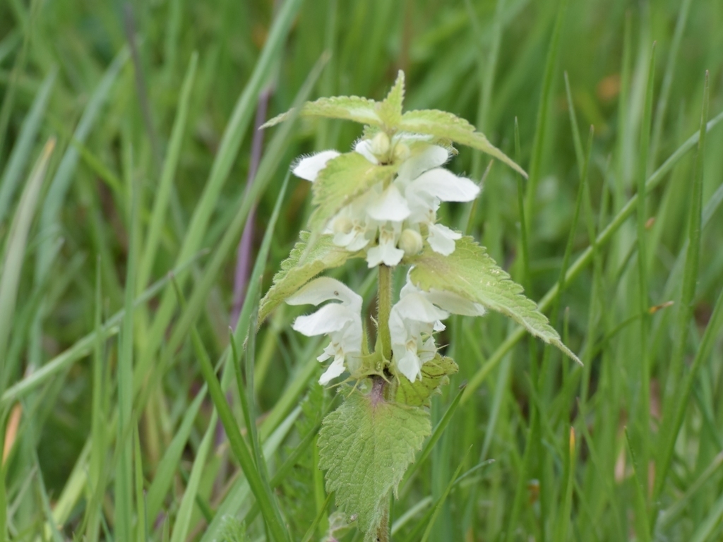 Image of <i>Lamium album</i>