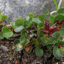 Image of <i>Salix herbacea</i>