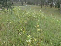 Image of Milkweed