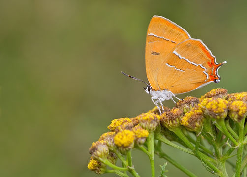 18.https www inaturalist org photos 1853366.580x360