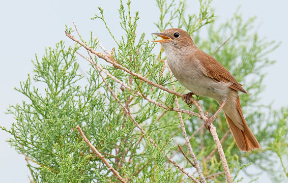 Image of Common Nightingale