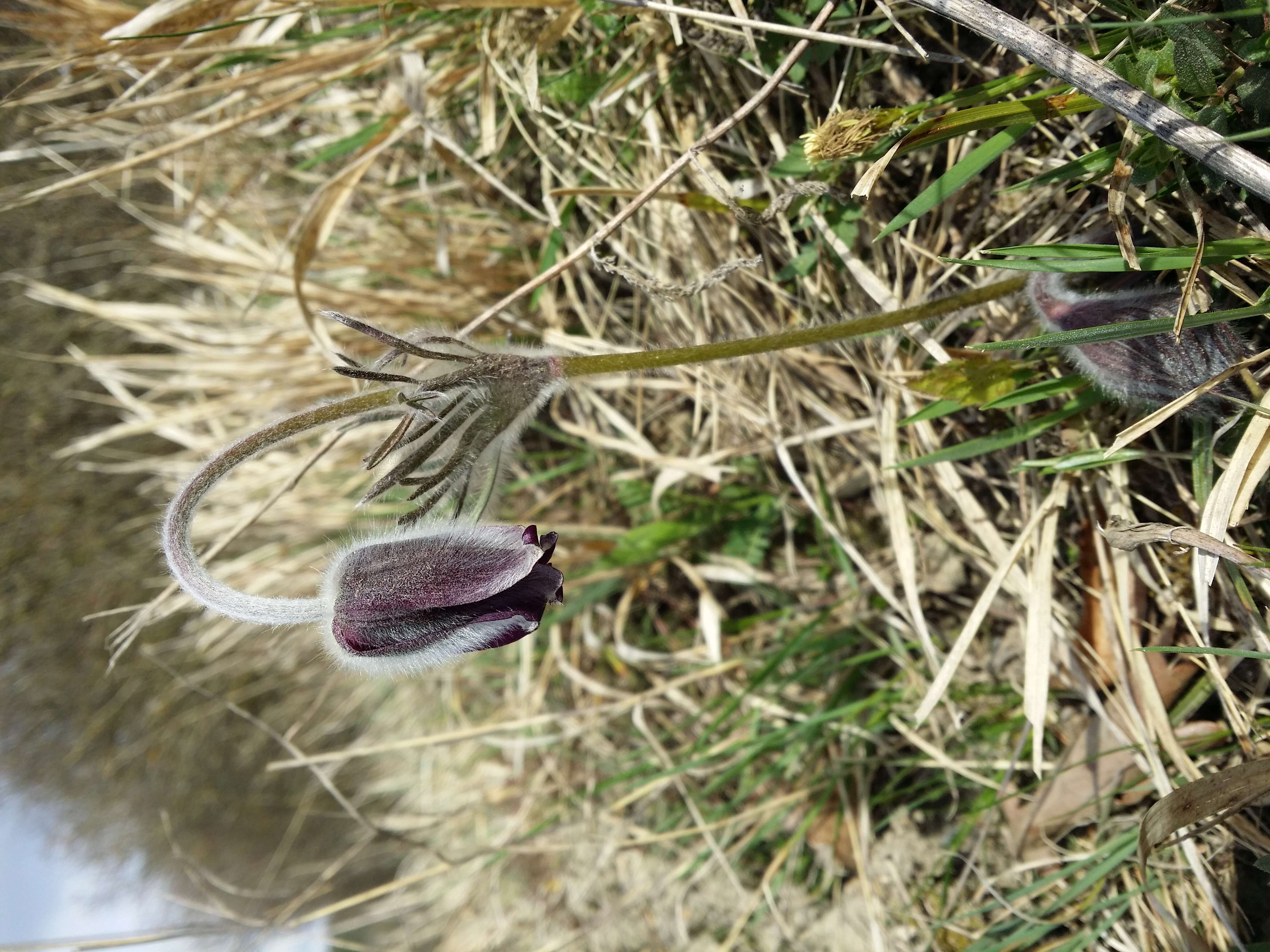 Image of Small Pasque Flower