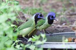 Image of Green Jay