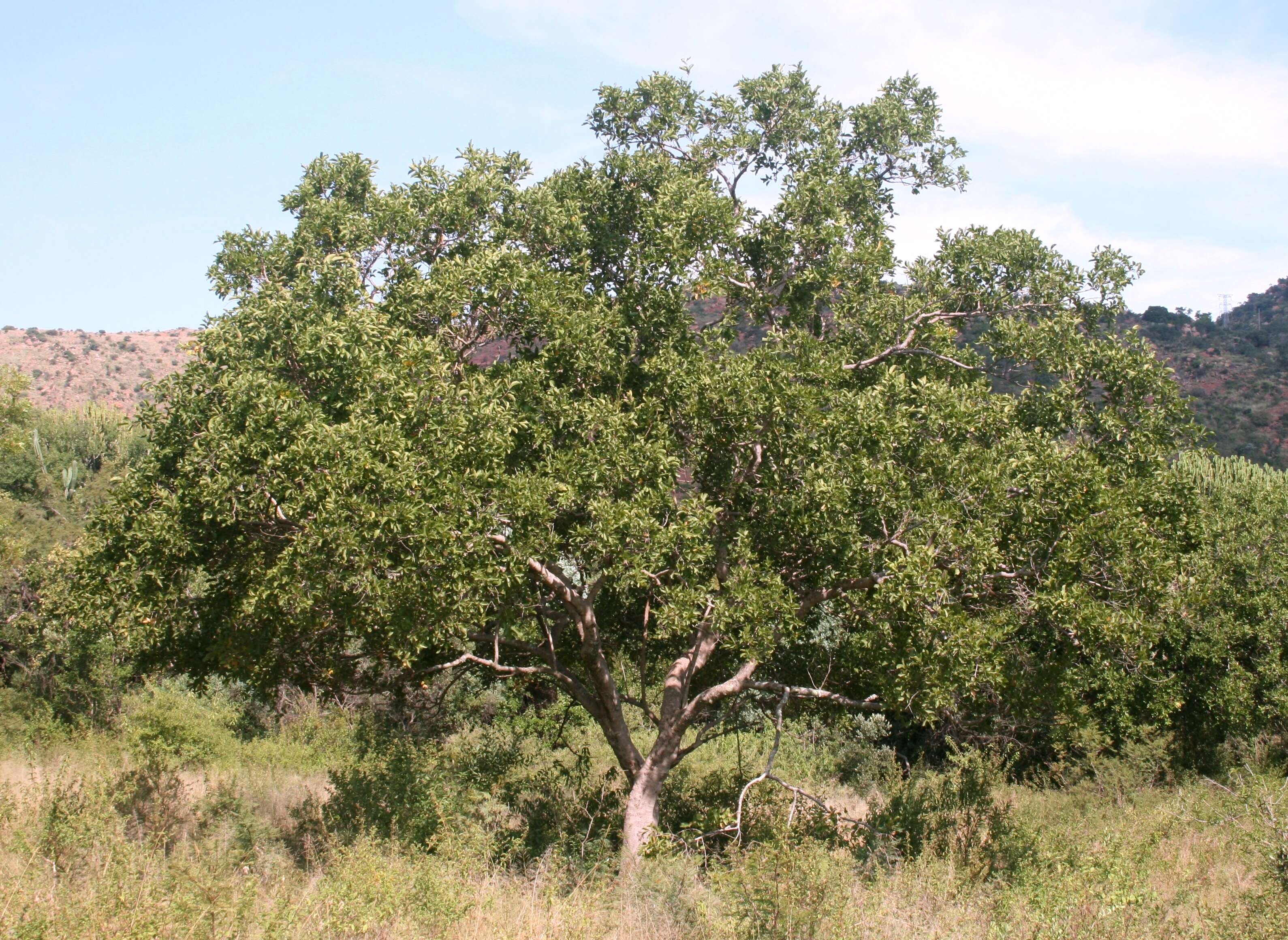 Plancia ëd Combretum zeyheri Sond.