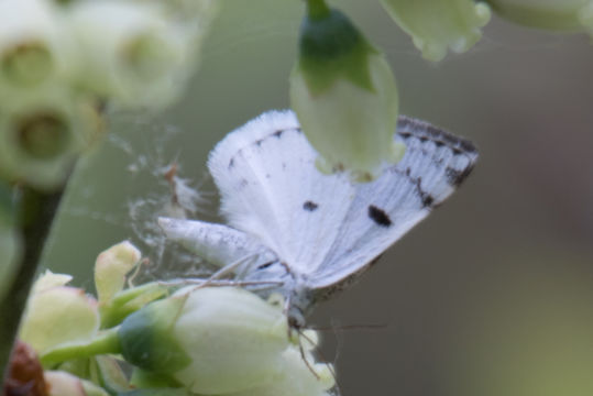 Image of Bluish Spring Moth