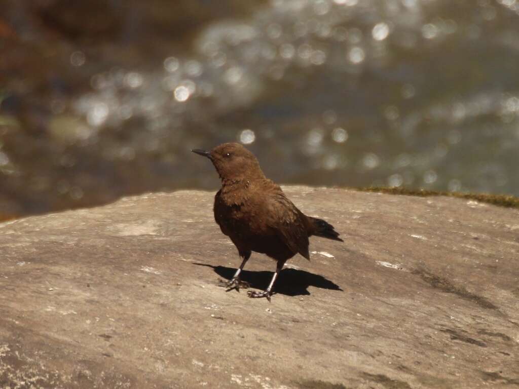 Image of Brown Dipper