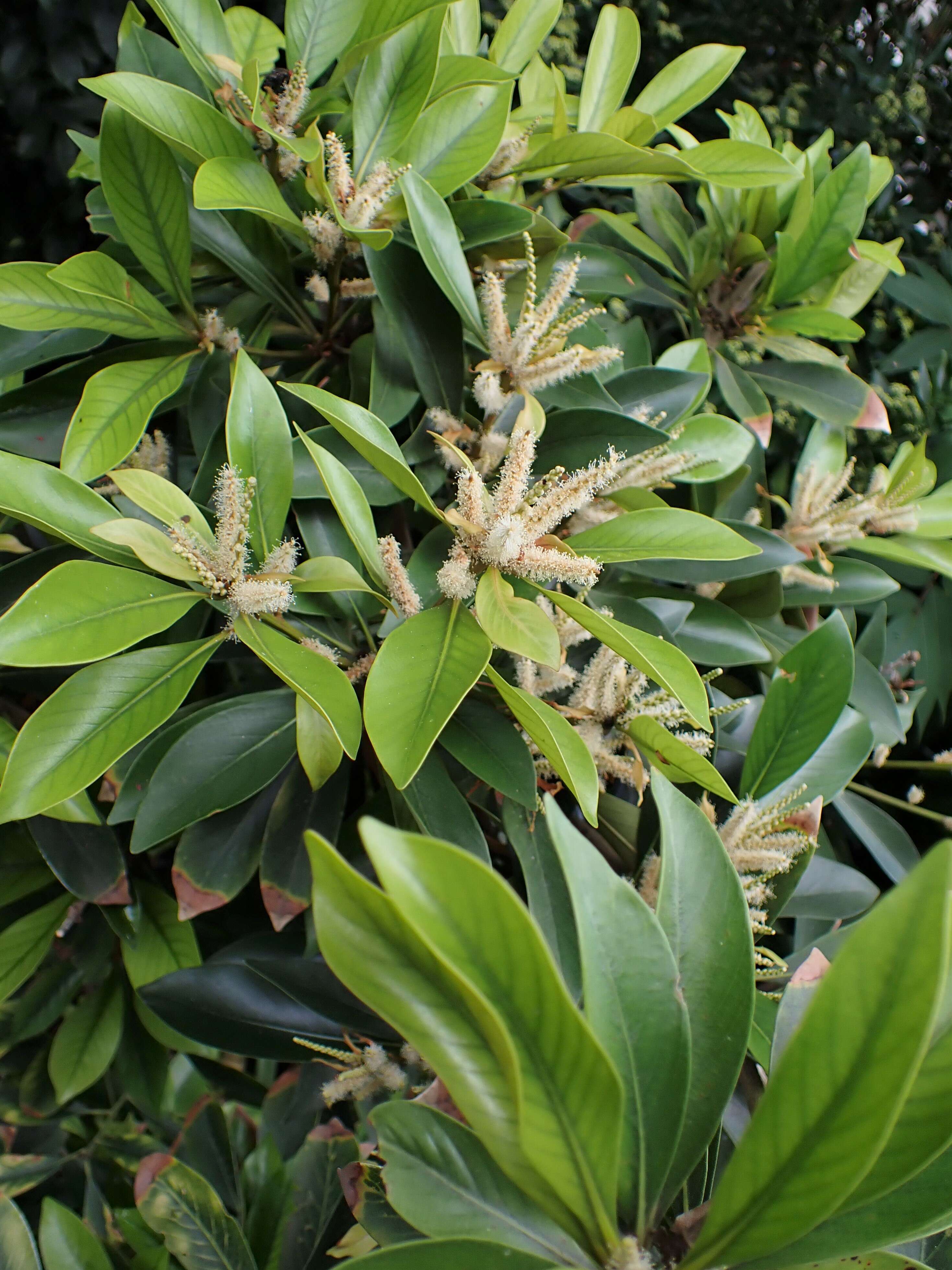 Image de Lithocarpus edulis (Makino) Nakai