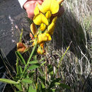 Image of <i>Crotalaria juncea</i>