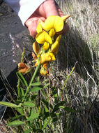 Image of <i>Crotalaria juncea</i>