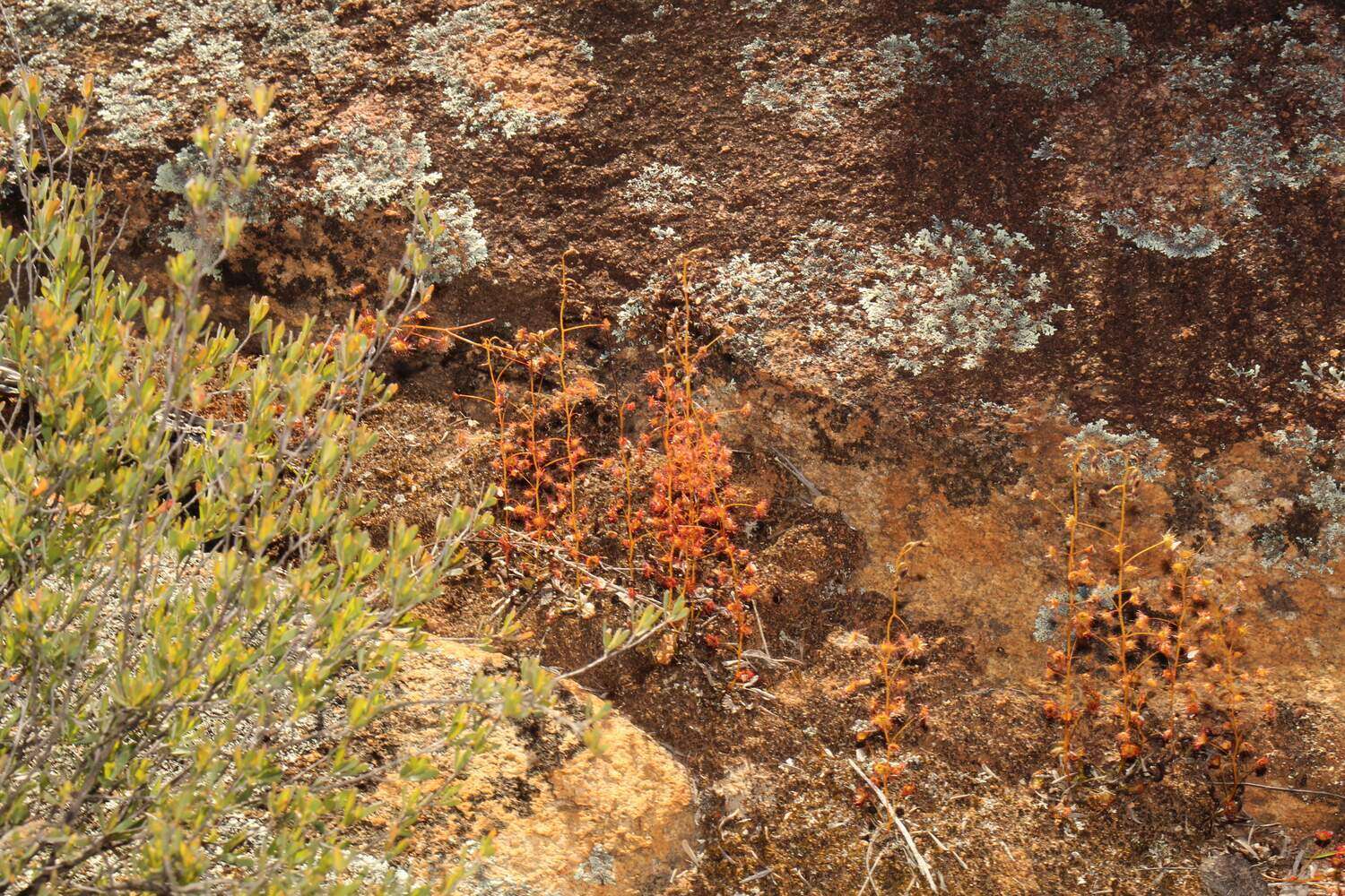 صورة Drosera andersoniana W. Fitzg. ex Ewart. & White