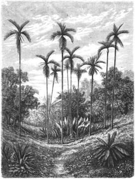 Image of betel palm