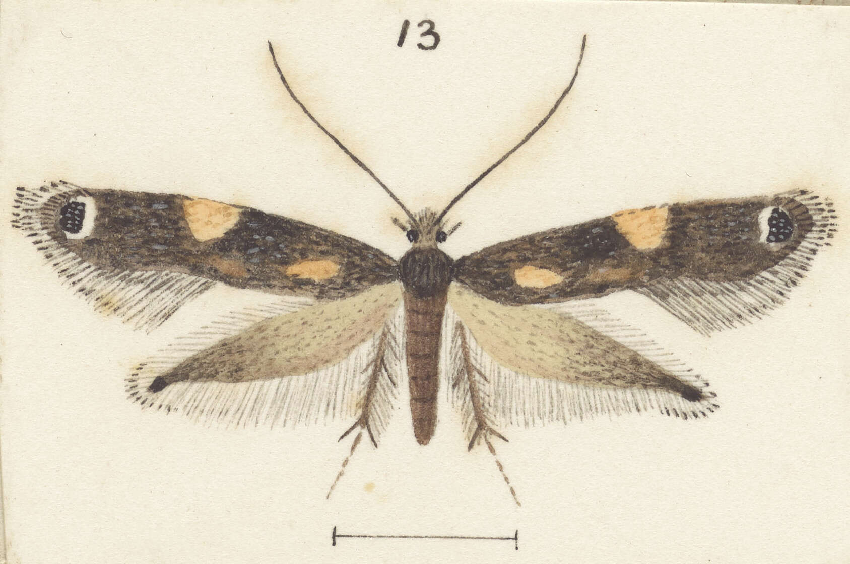 Image of Erechthias externella (Walker 1864)