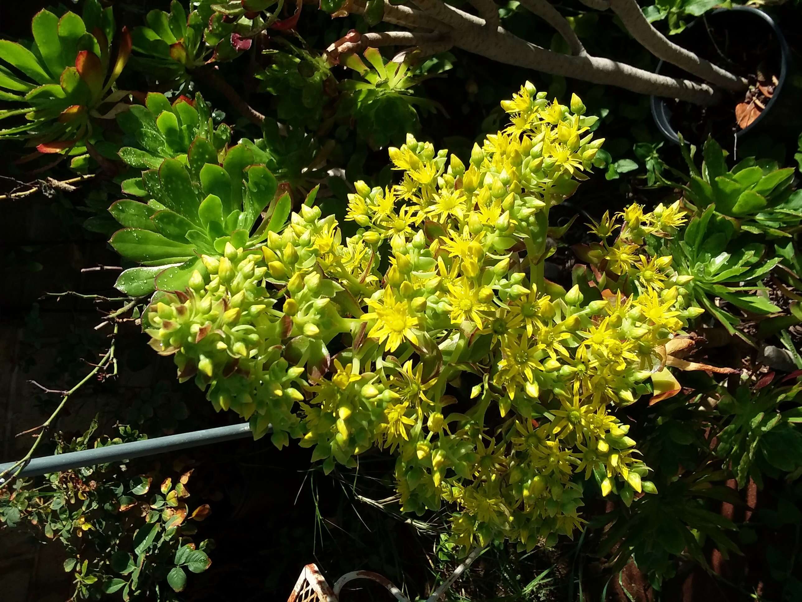 Image of tree aenium