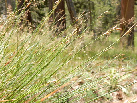 Juncus drummondii E. Mey. resmi