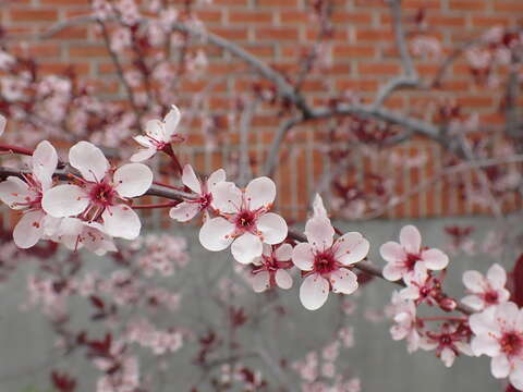 Image of Prunus × cistena