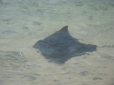 Image of Australian Eagle Ray