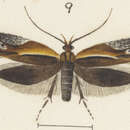 Image of Eutorna caryochroa Meyrick 1889