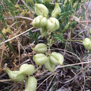 Image of <i>Astragalus allochrous</i>