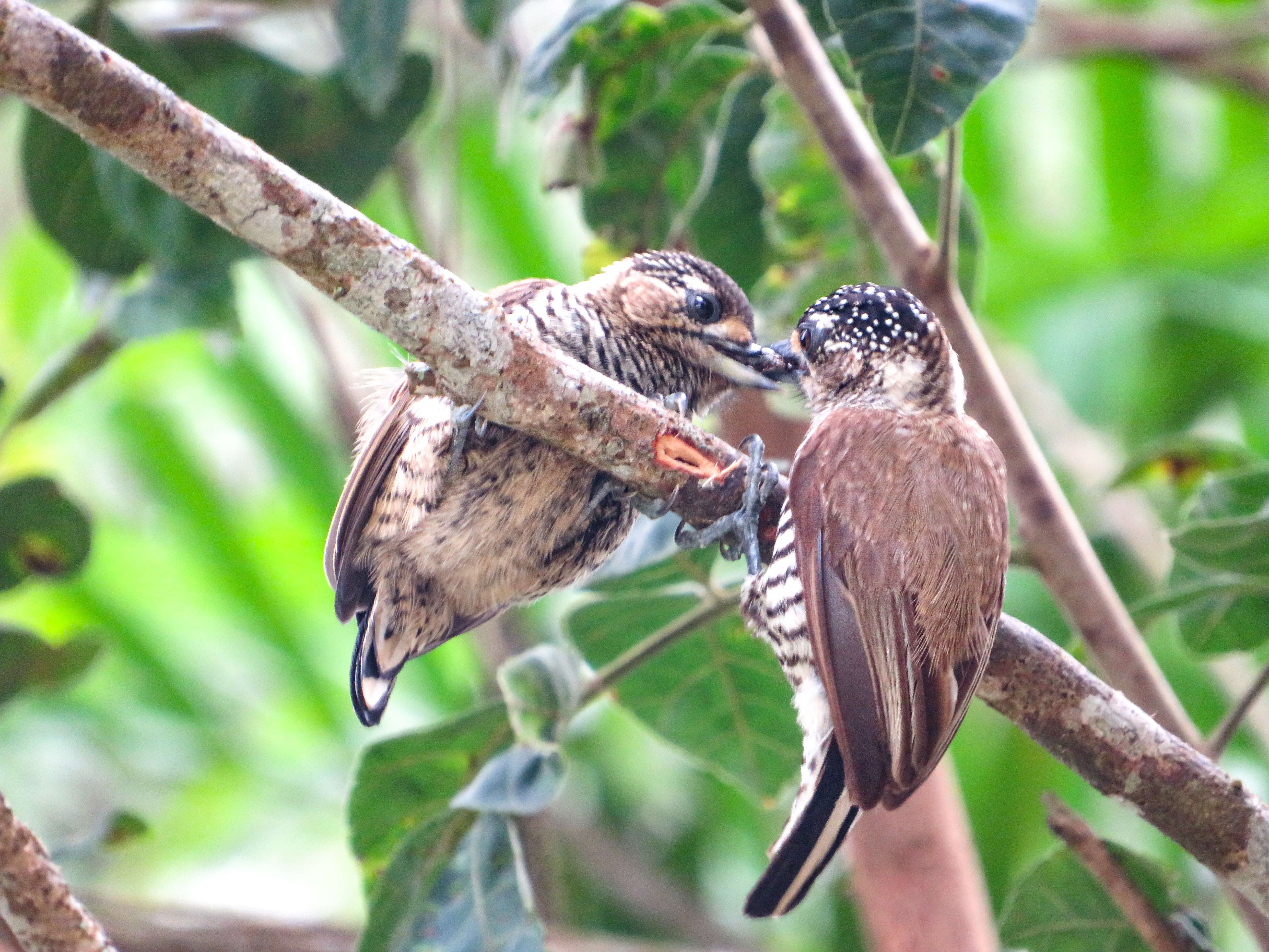 Image of White-barred Piculet