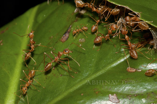 Image of Asian Weaver Ant