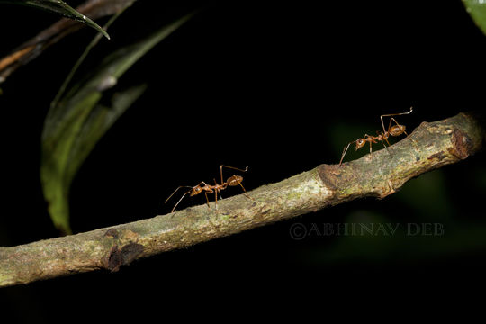 Image of Asian Weaver Ant