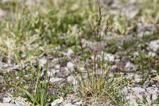 Plancia ëd Festuca brachyphylla Schult. & Schult. fil.