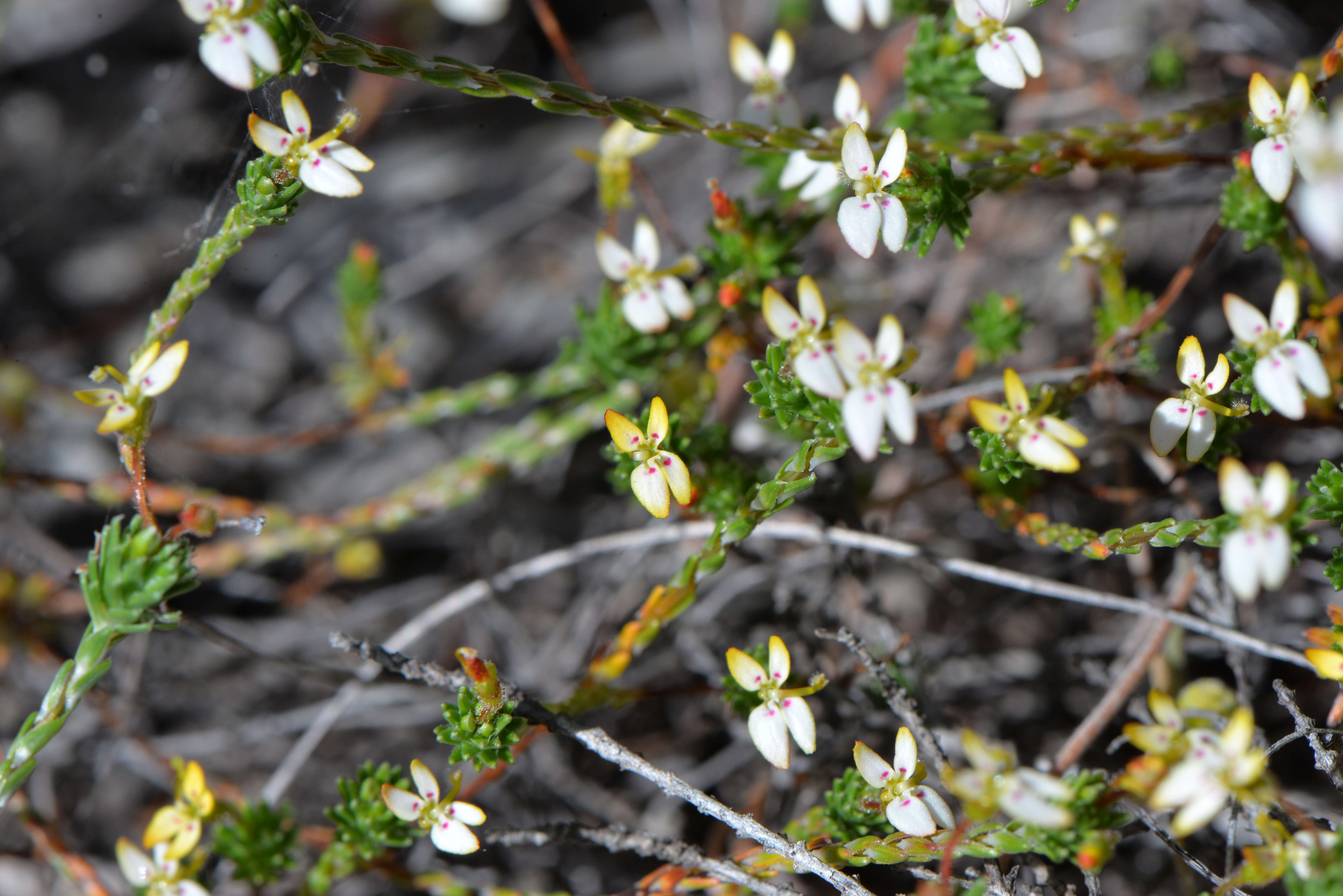 Image of Stylidiaceae