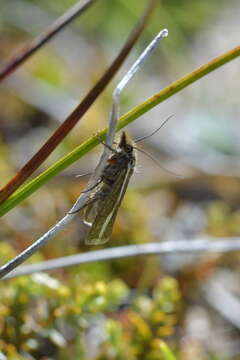 صورة Orocrambus catacaustus Meyrick 1885