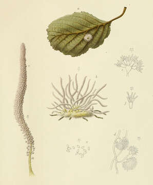 Image of Gibellula pulchra Cavara 1894