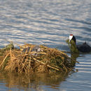 Image of Crested Coot