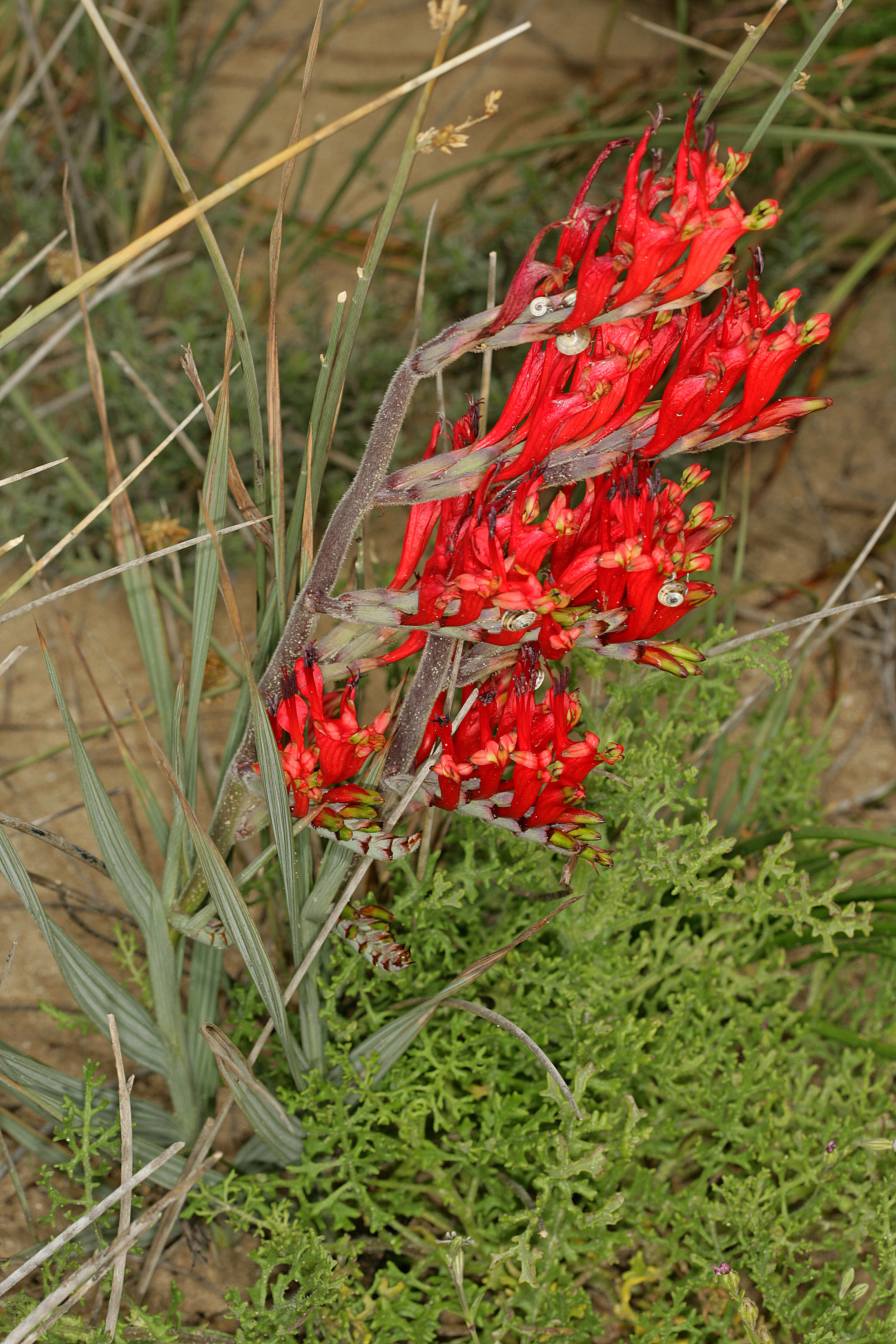 Image of Babiana hirsuta (Lam.) Goldblatt & J. C. Manning