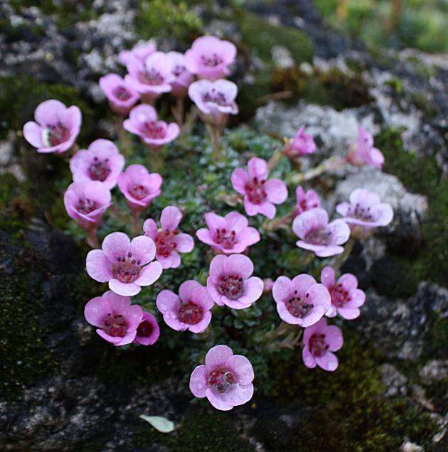 Image of saxifrage