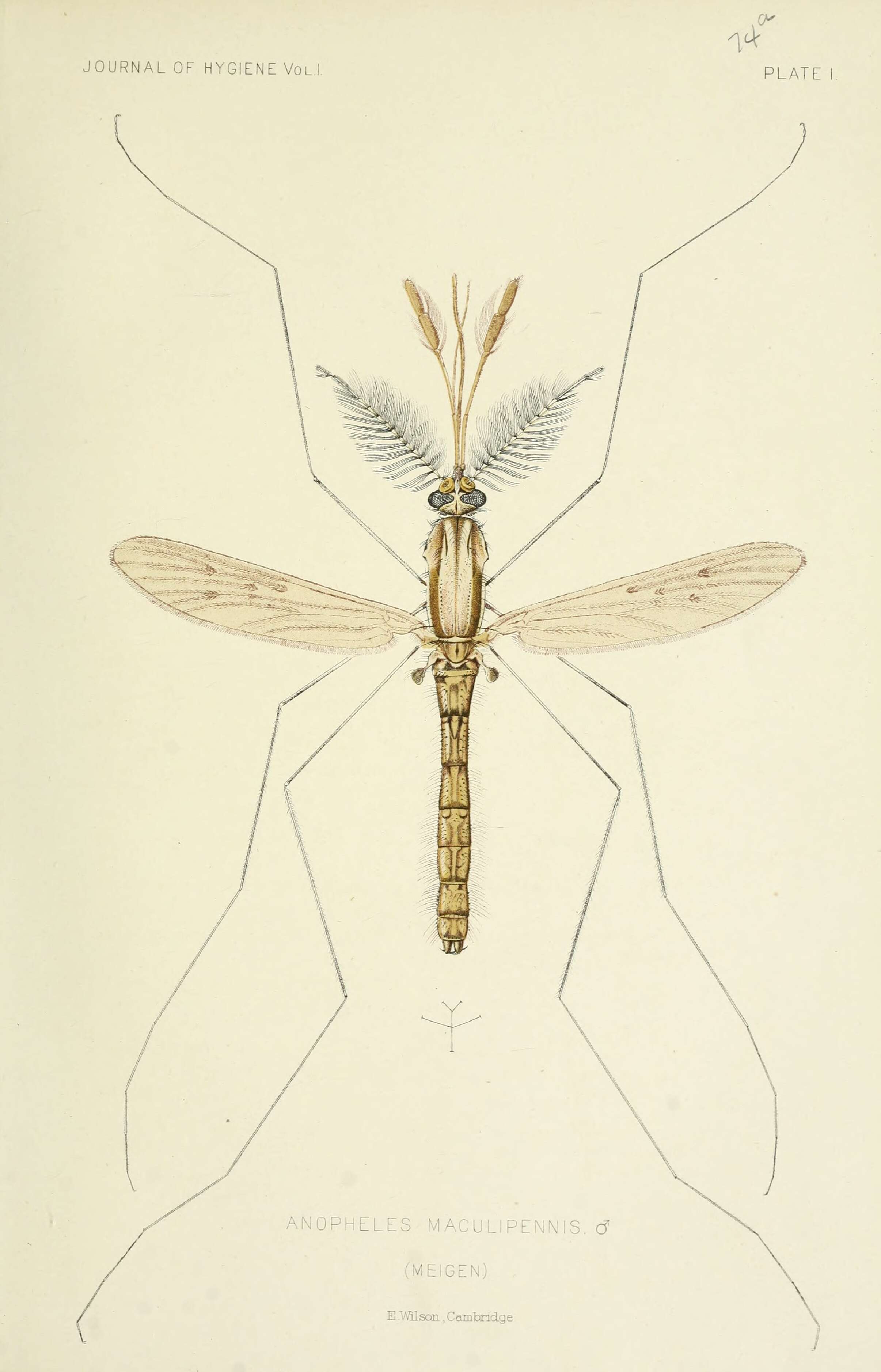 Image of Anopheles maculipennis Meigen 1818