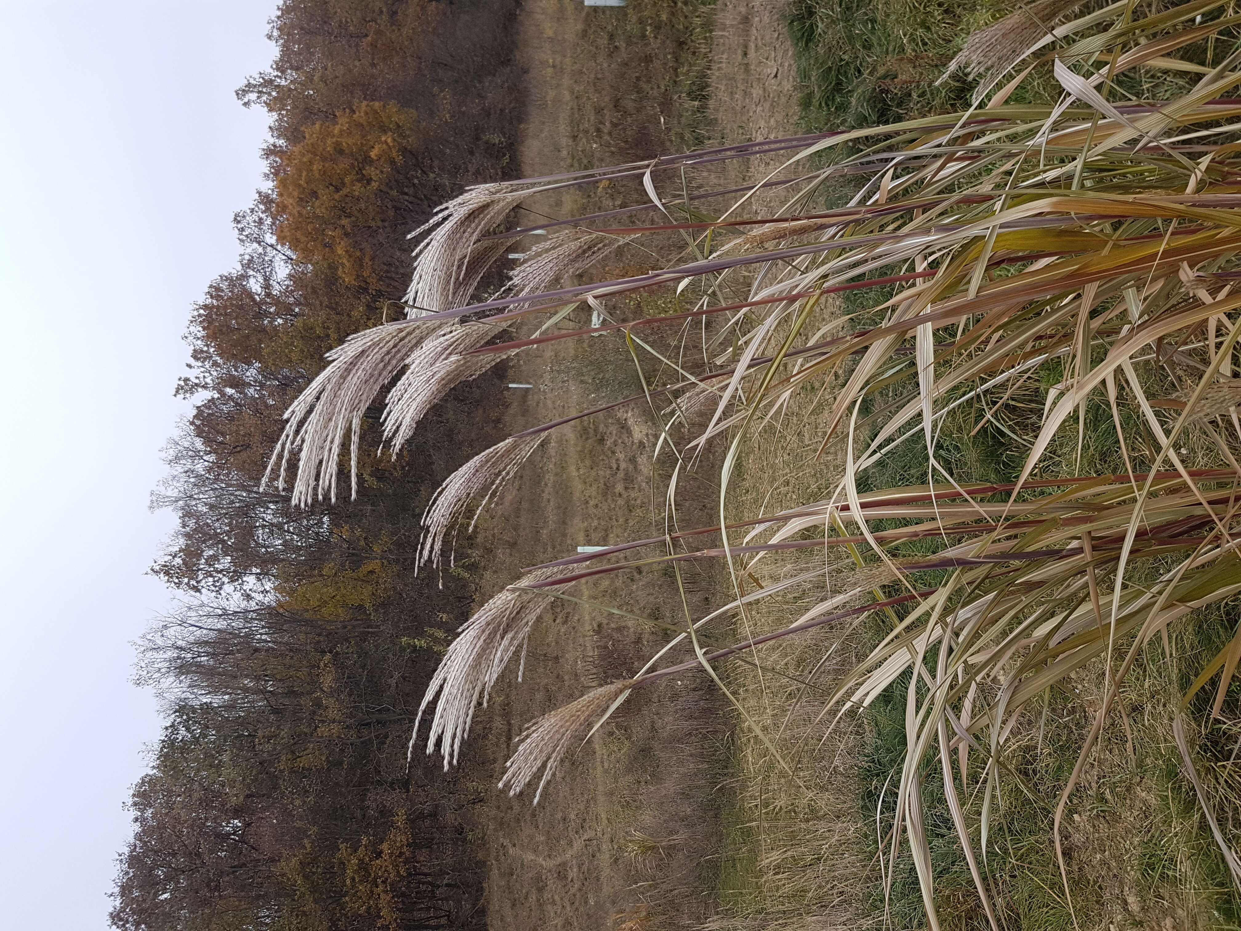 Imagem de Miscanthus sacchariflorus (Maxim.) Benth. & Hook. fil. ex Franch.