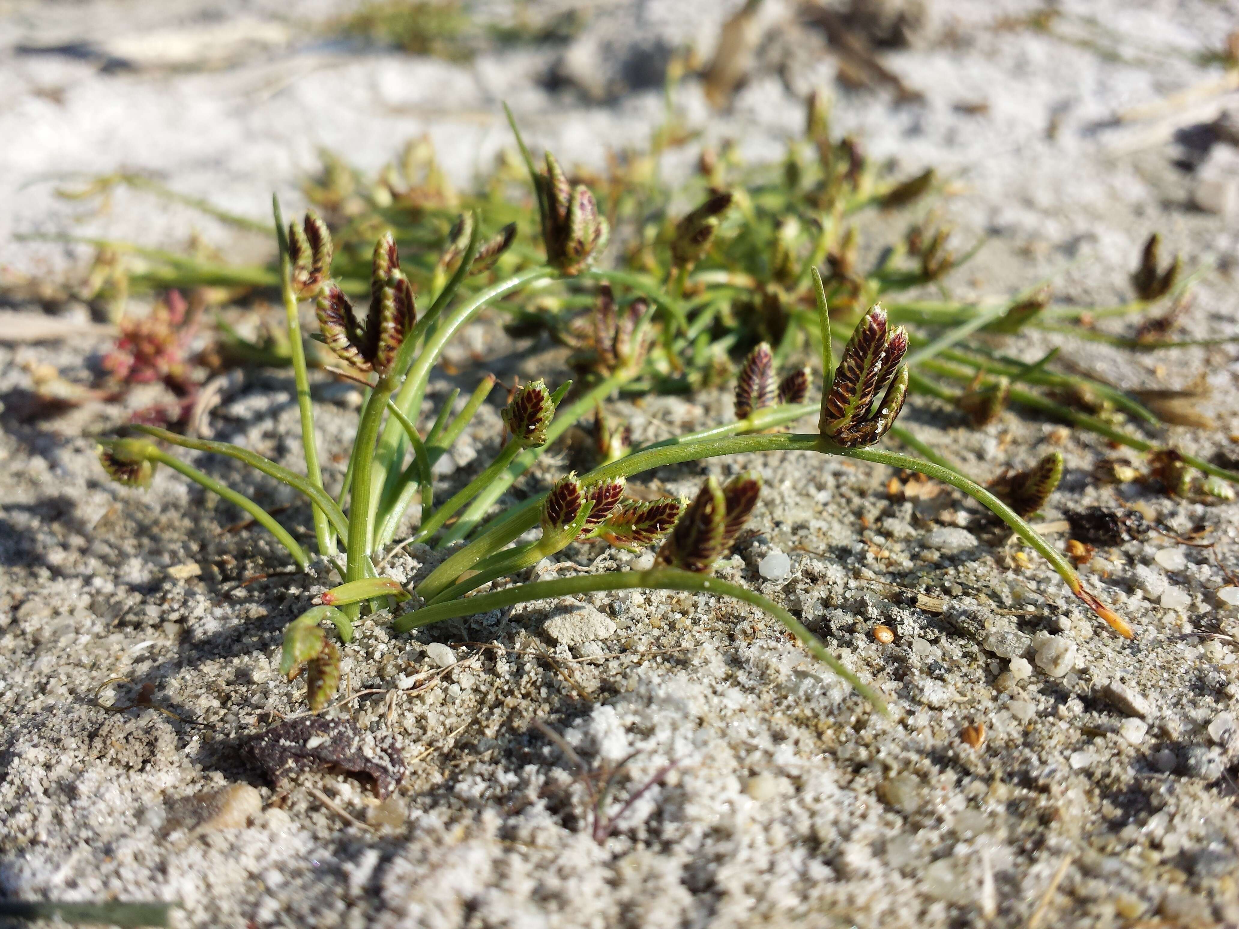 Image of Cyperus pannonicus Jacq.