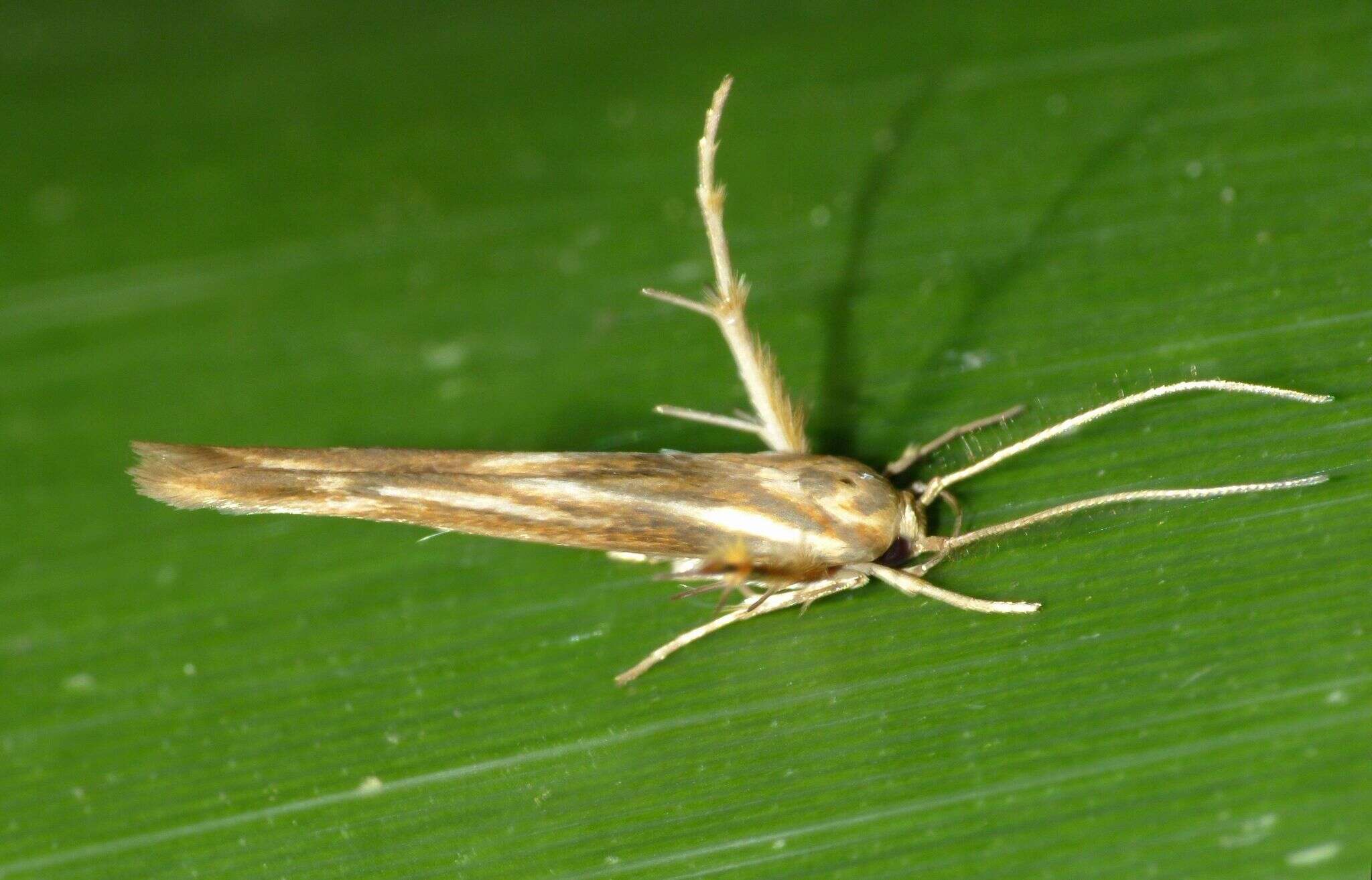 Image of kowhai seed moth