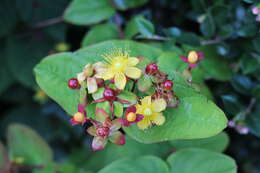 Image of St John's-wort