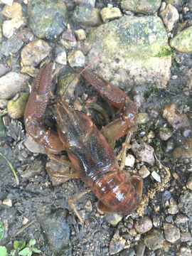 Image of Rusty Crayfish