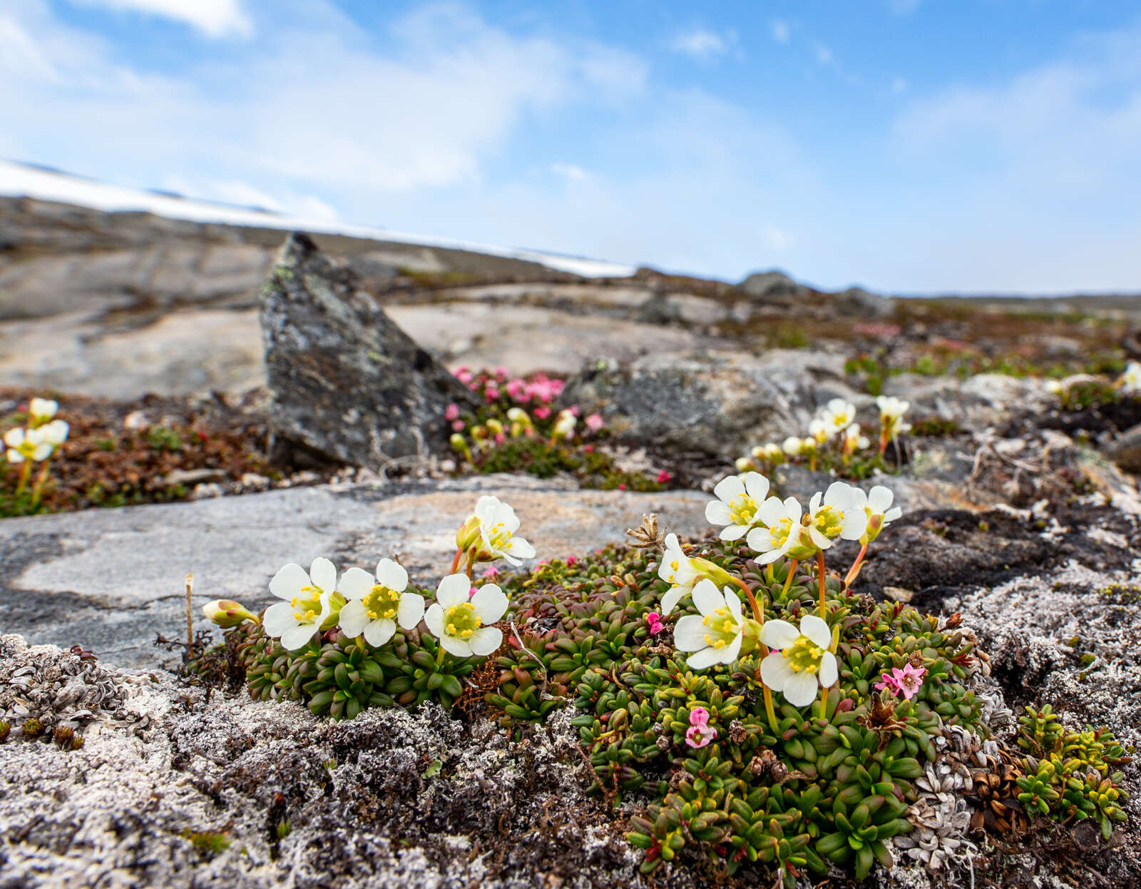 Image of diapensia